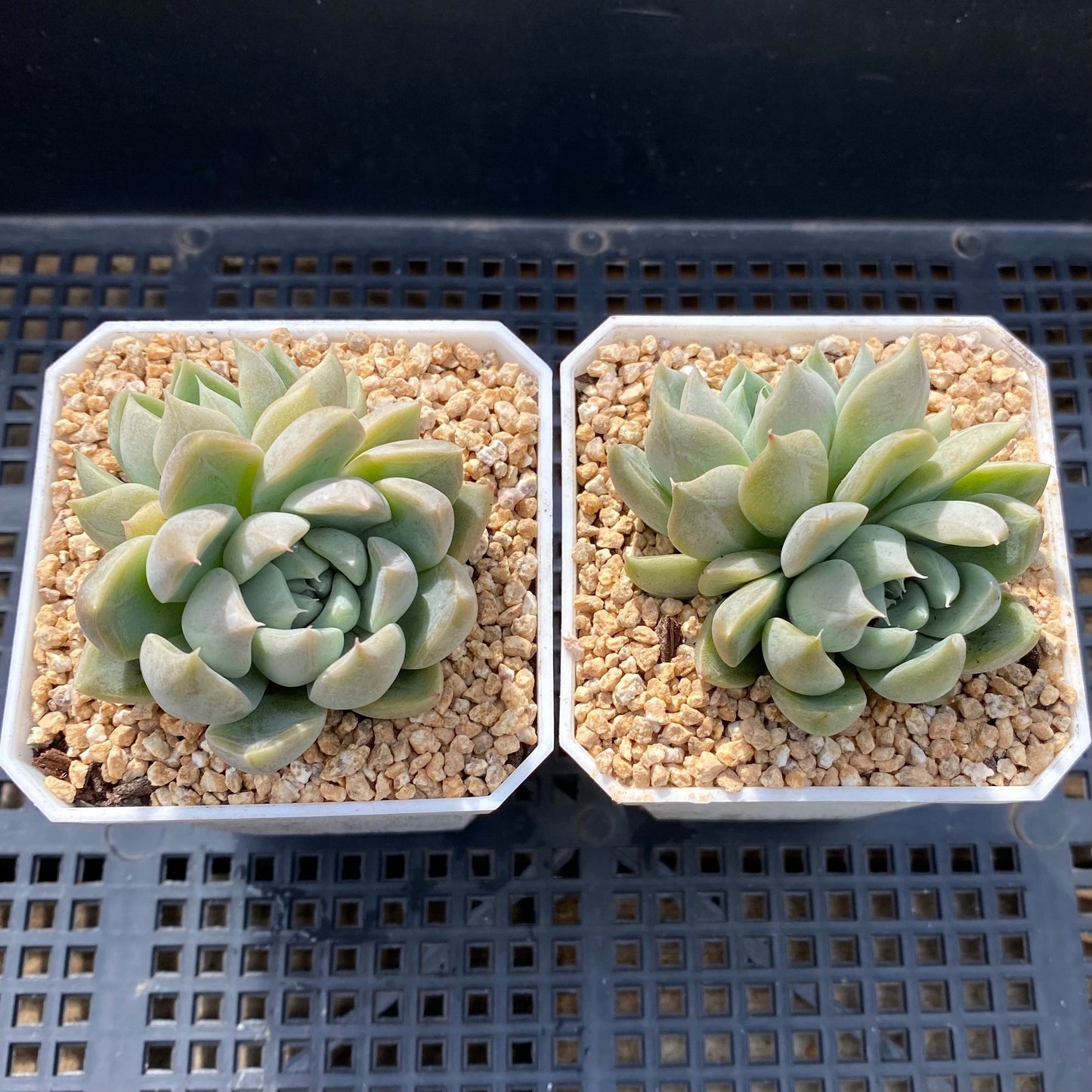 Echeveria nebula