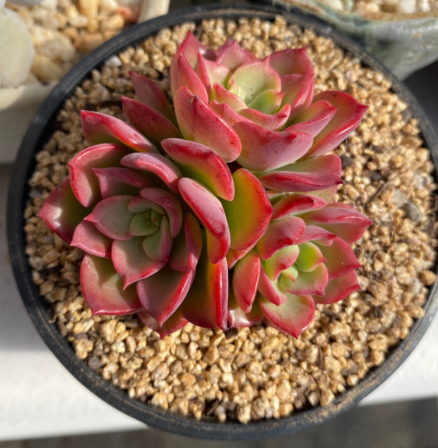 Echeveria noble