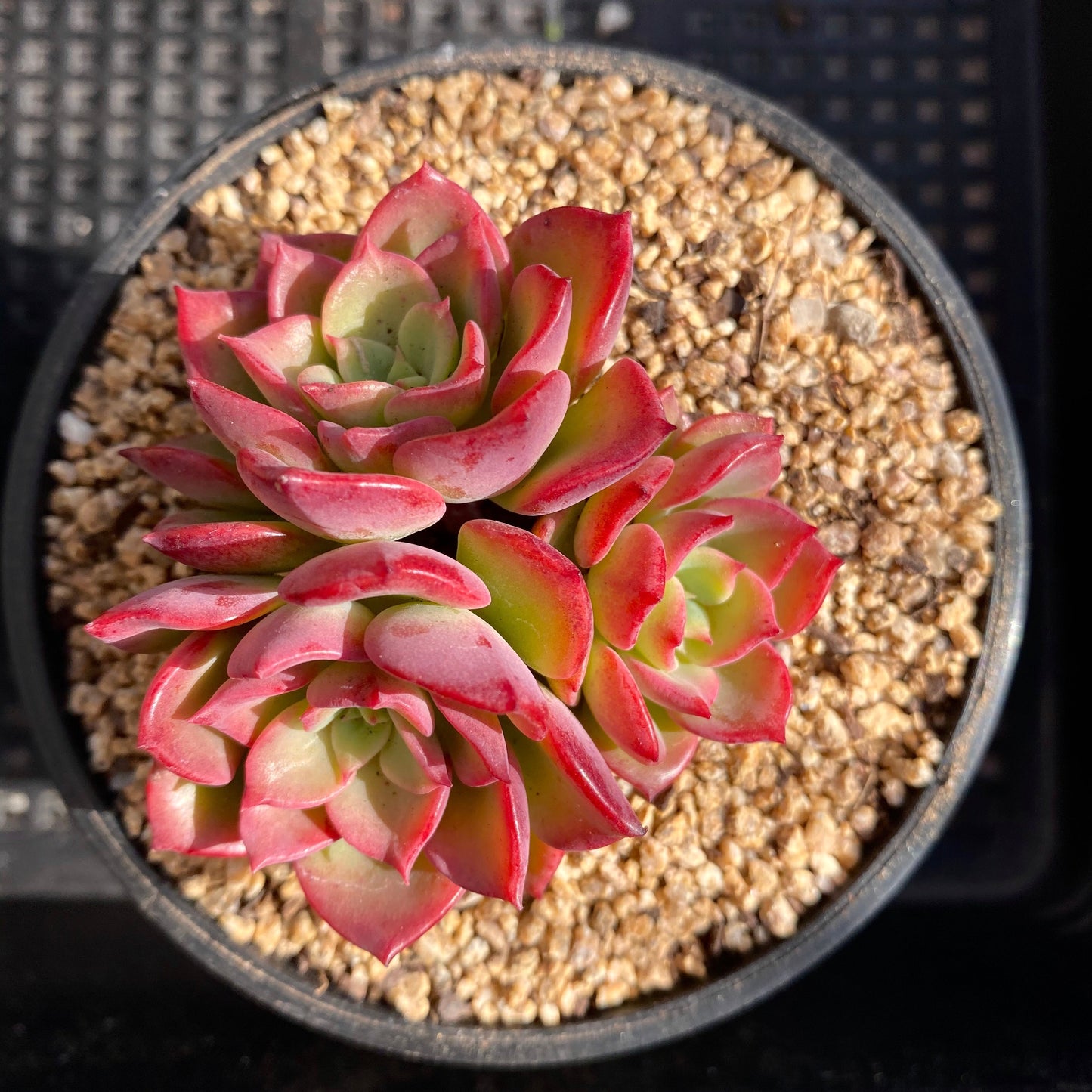 Echeveria noble