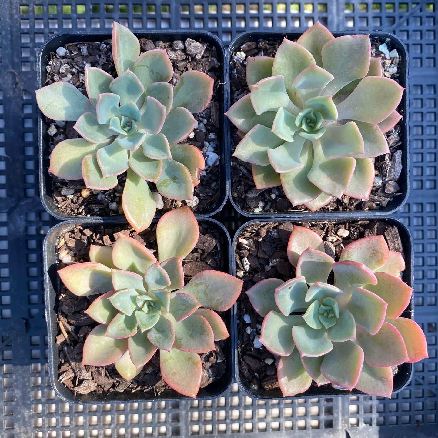 Echeveria noble