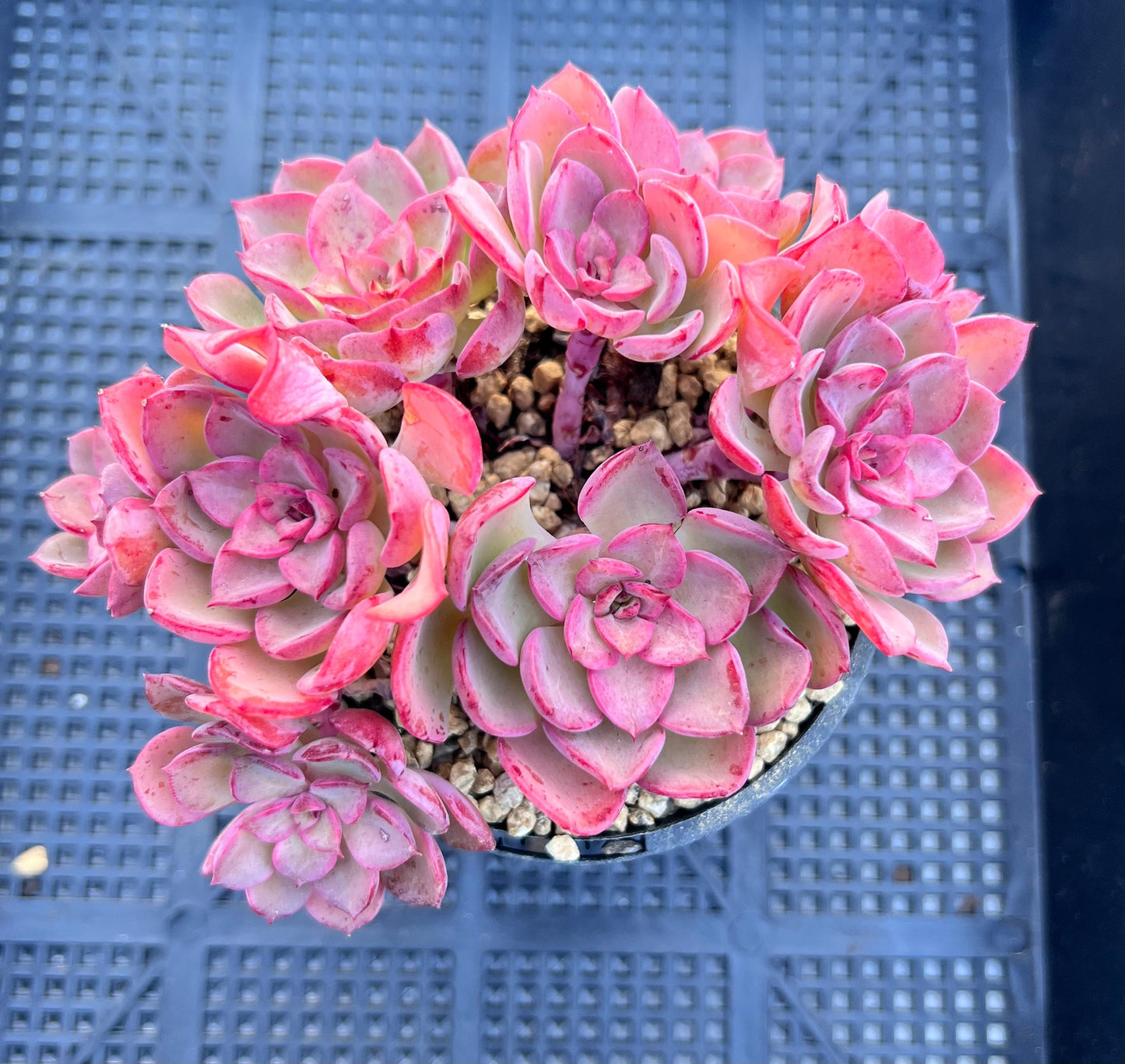 Echeveria noble