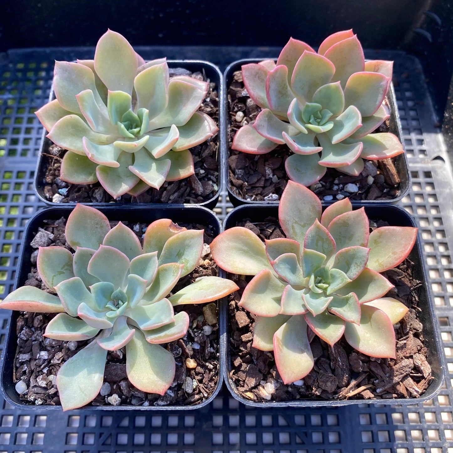 Echeveria noble