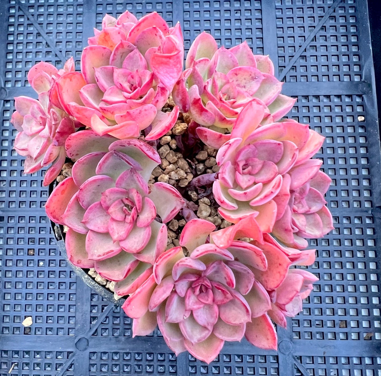 Echeveria noble