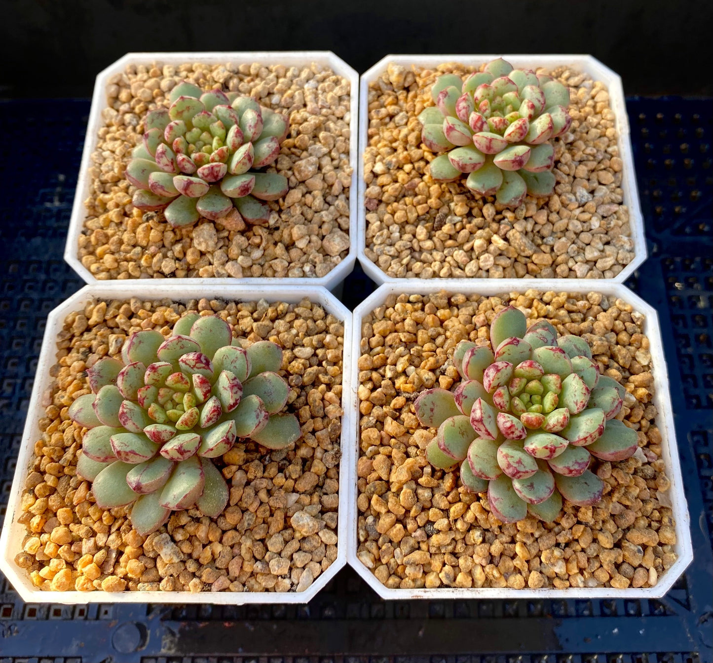 Echeveria Nocturn
