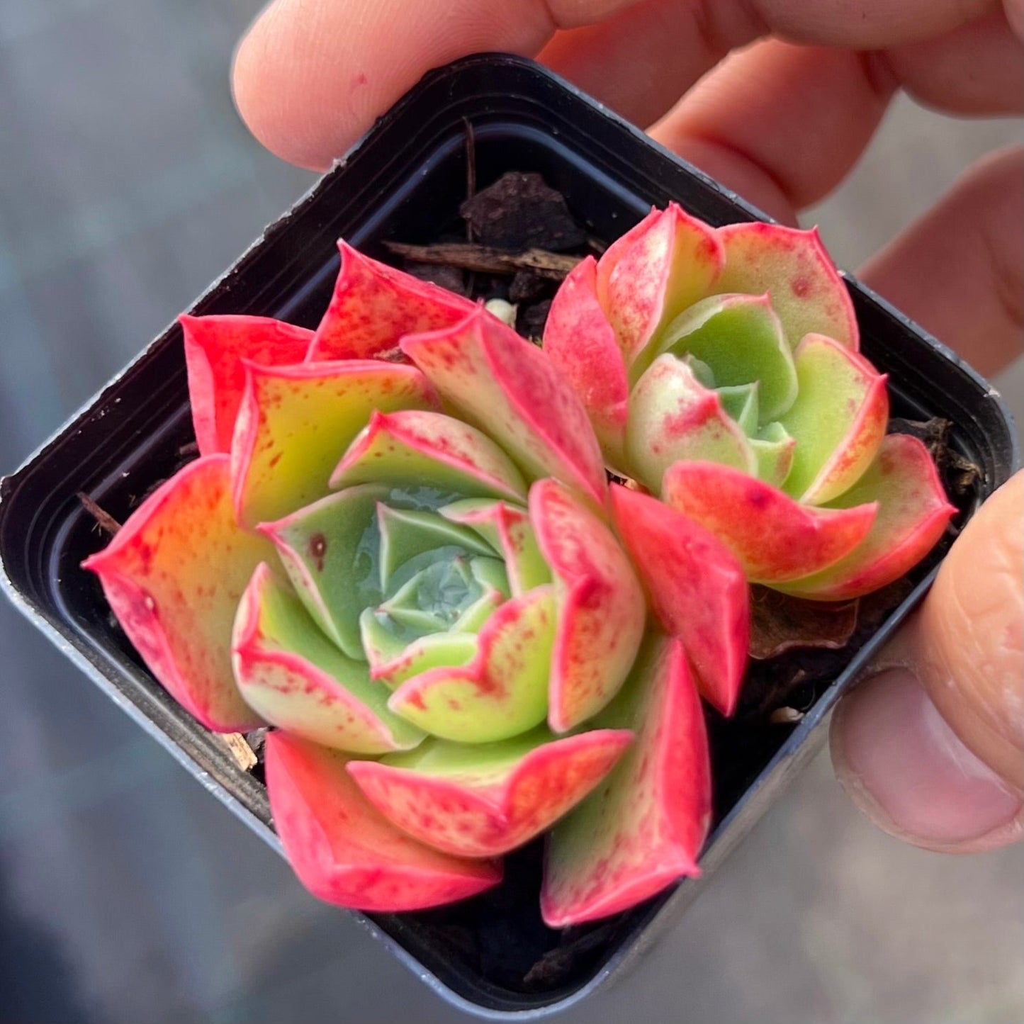 Echeveria obsidian