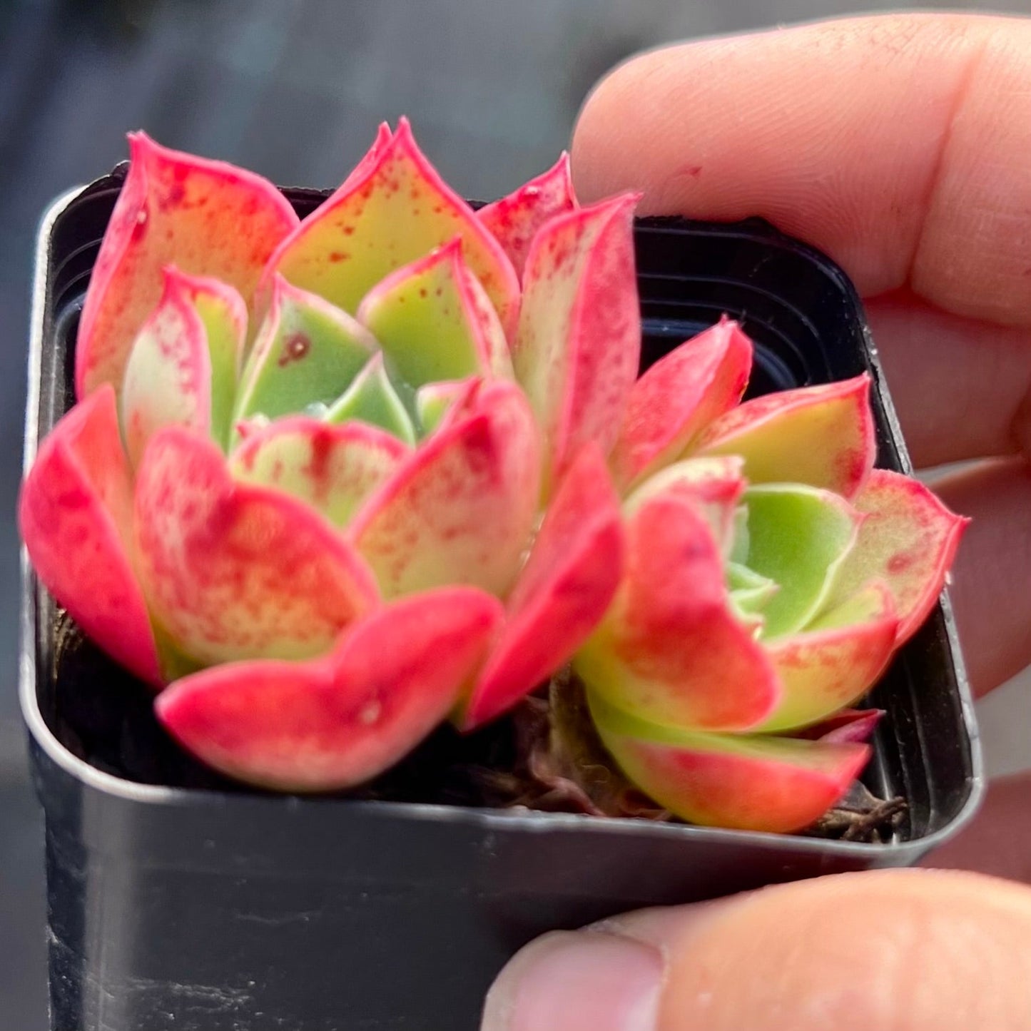 Echeveria obsidian