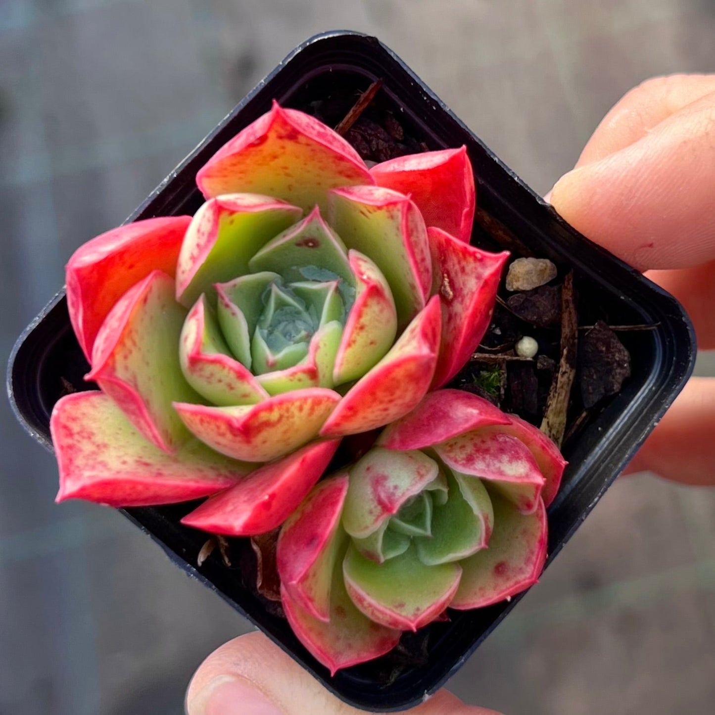 Echeveria obsidian