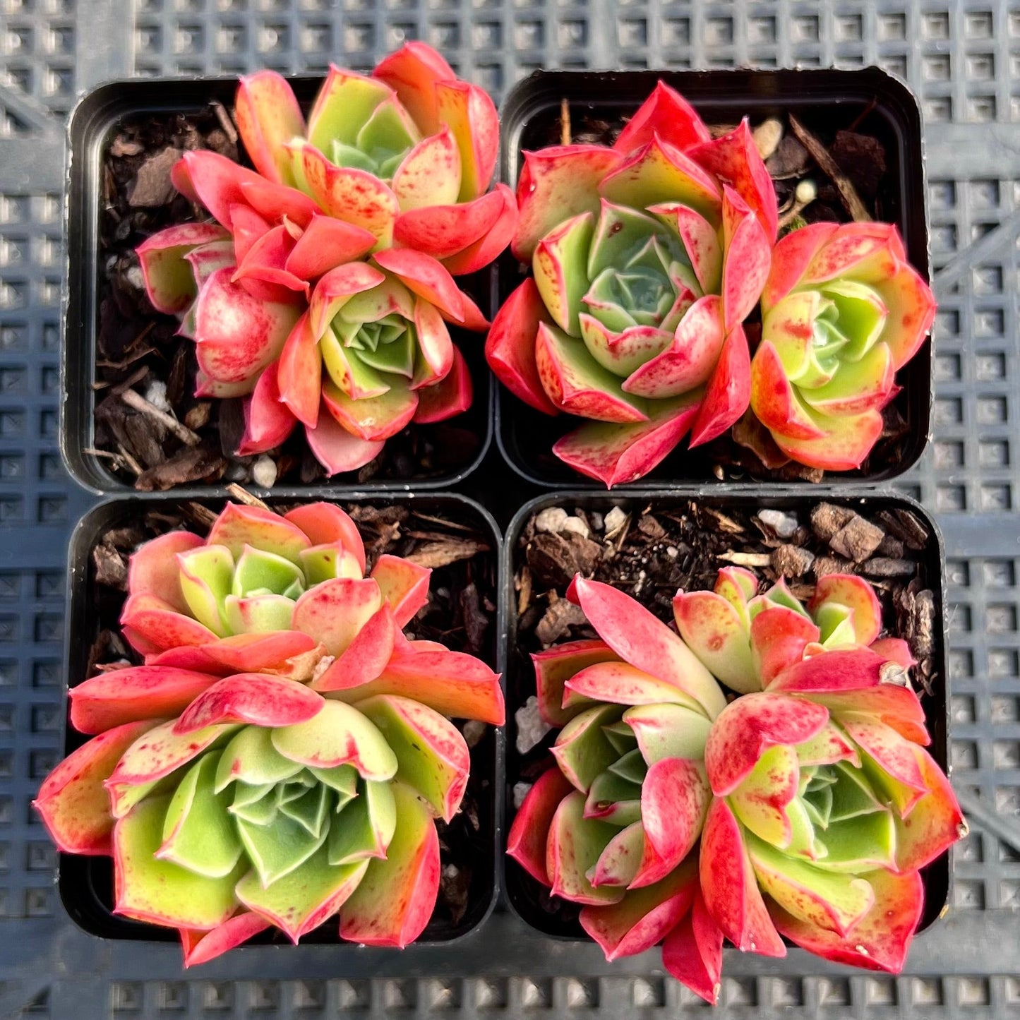Echeveria obsidian