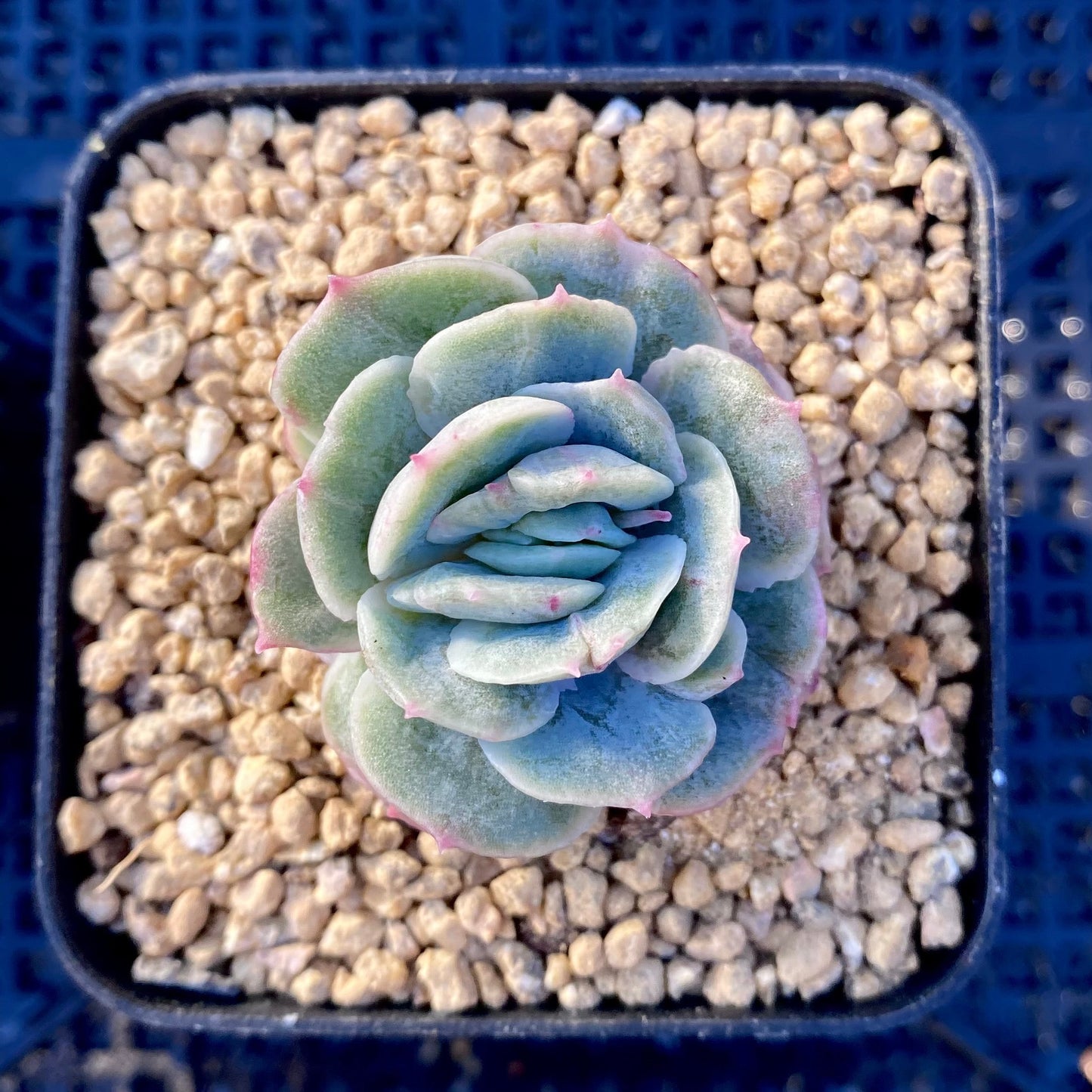 Echeveria onslow monstrose S