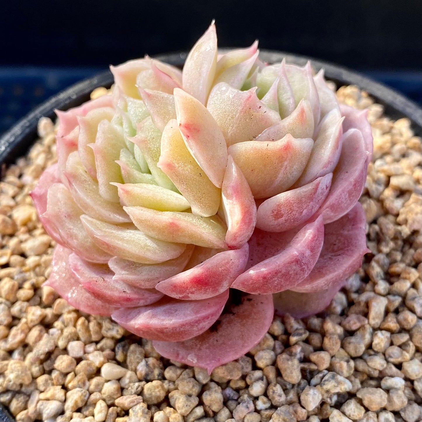 Echeveria onslow monstrose S