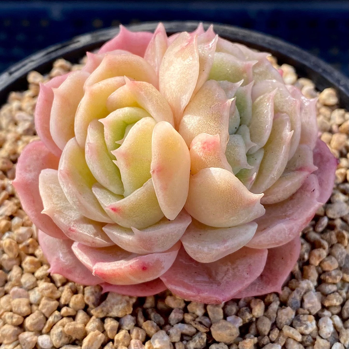 Echeveria onslow monstrose S
