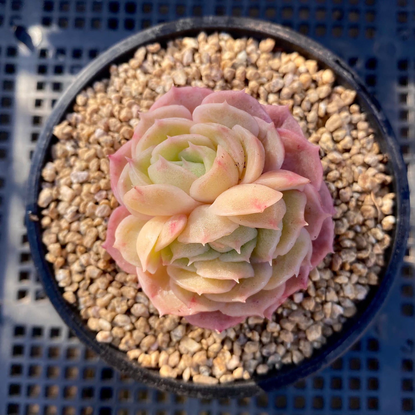 Echeveria onslow monstrose S