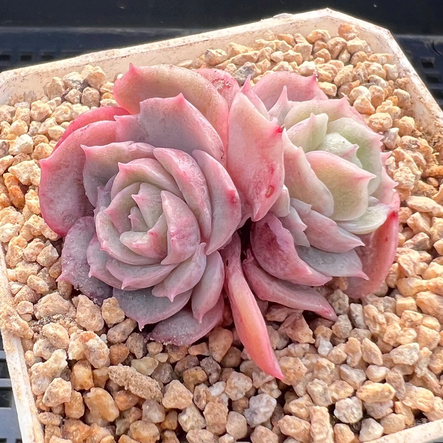 Echeveria onslow monstrose S