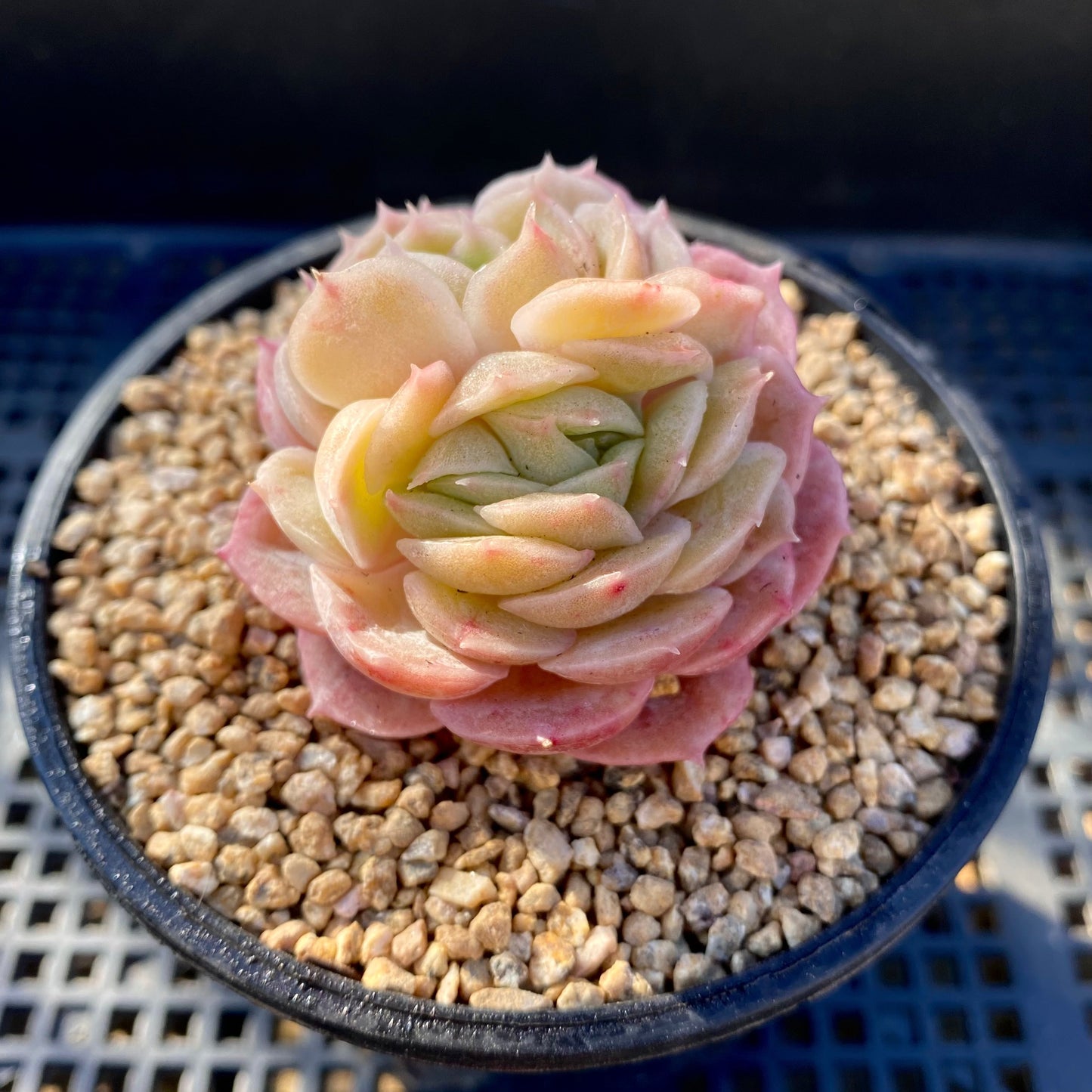 Echeveria onslow monstrose S