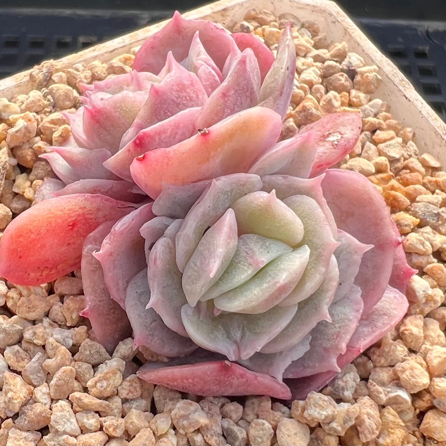 Echeveria onslow monstrose S