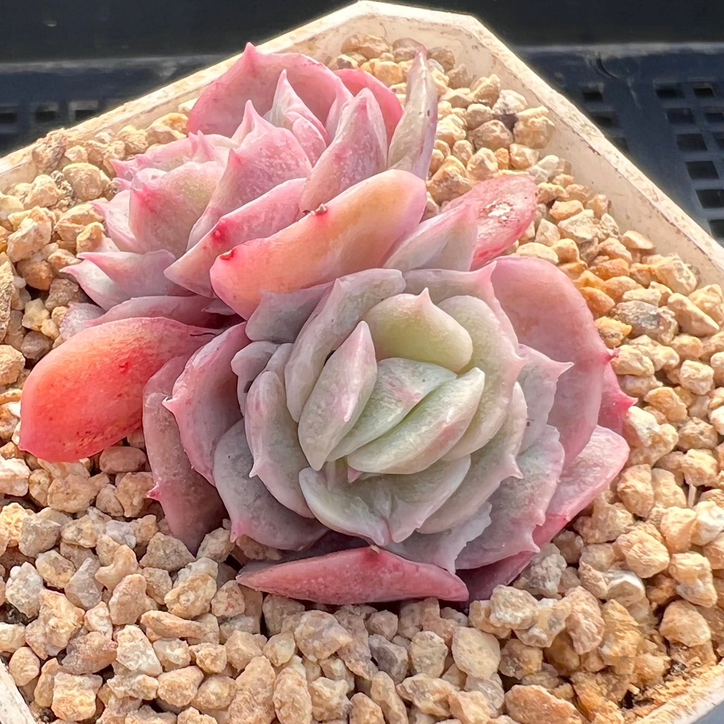 Echeveria onslow monstrose S