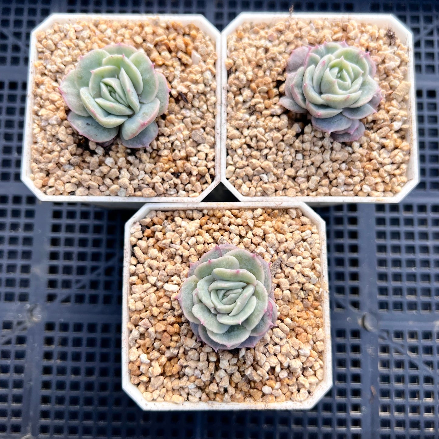 Echeveria onslow monstrose S