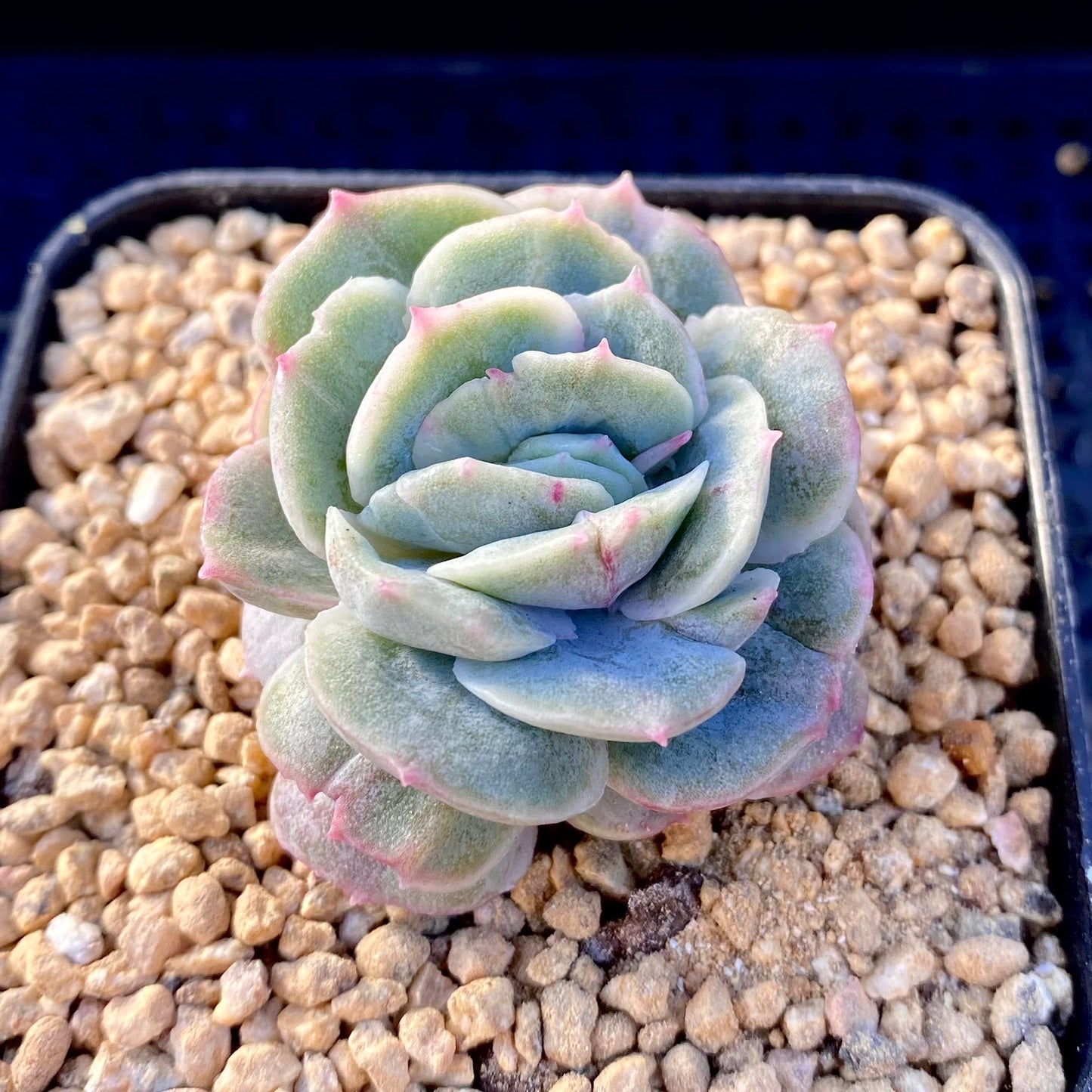 Echeveria onslow monstrose S