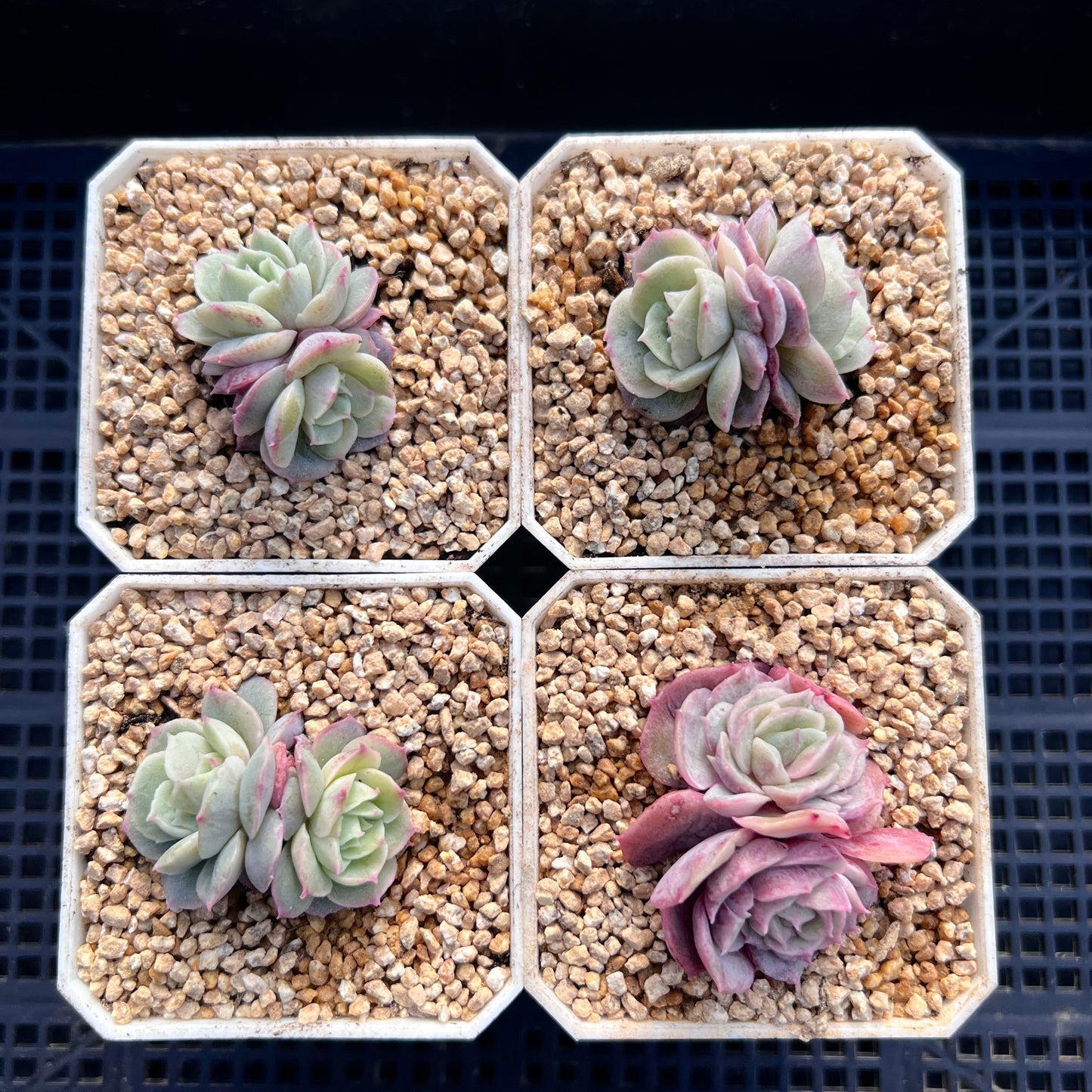 Echeveria onslow monstrose S