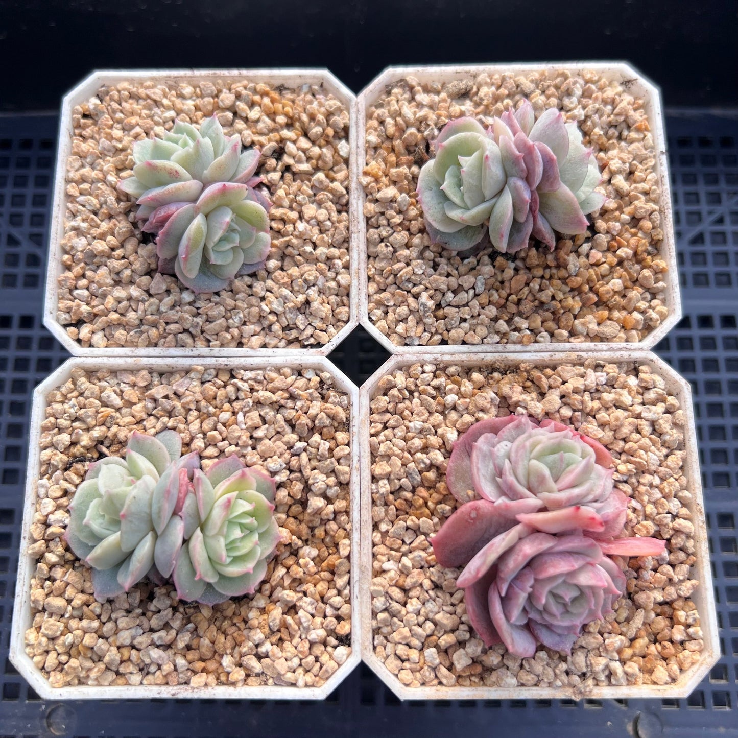 Echeveria onslow monstrose S