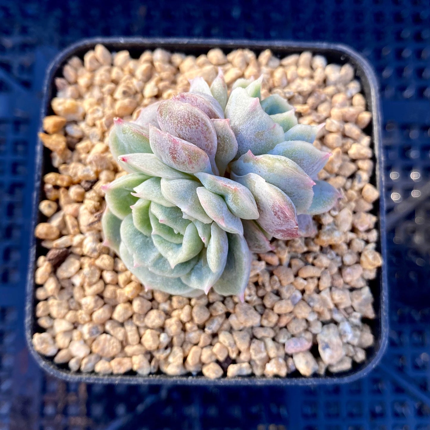 Echeveria onslow monstrose S