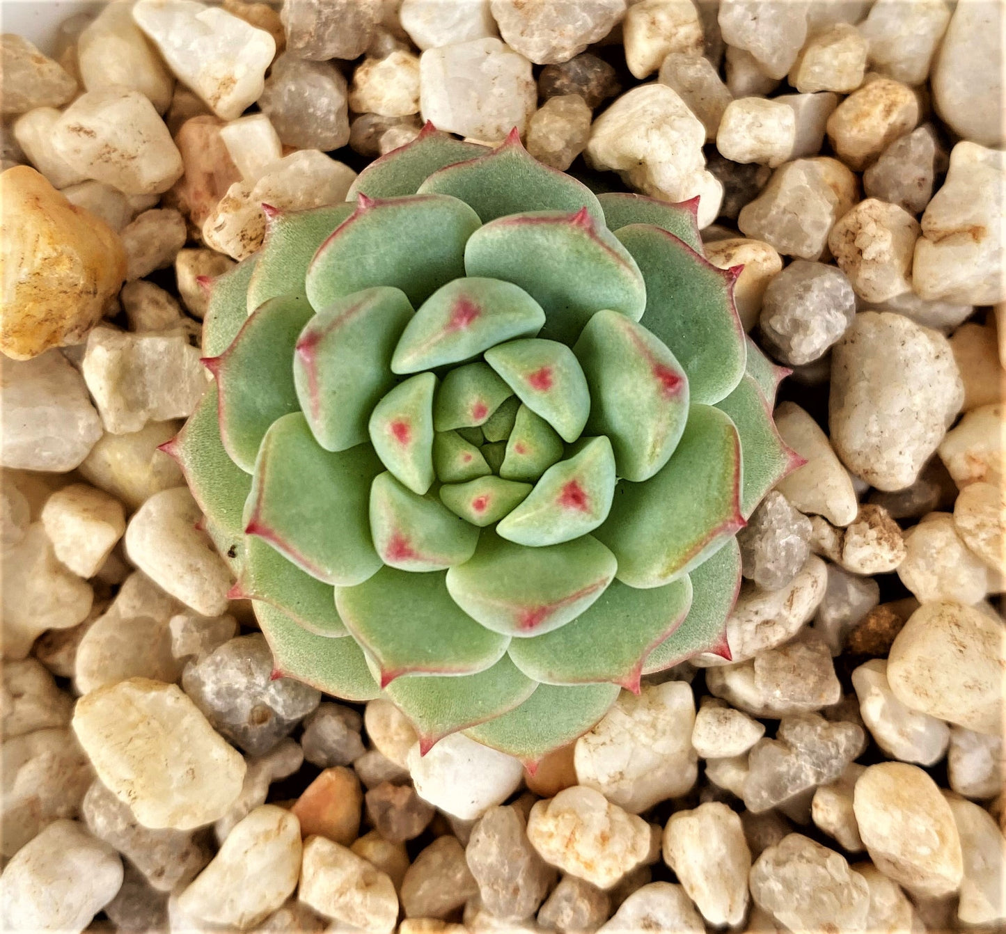 Echeveria panda face