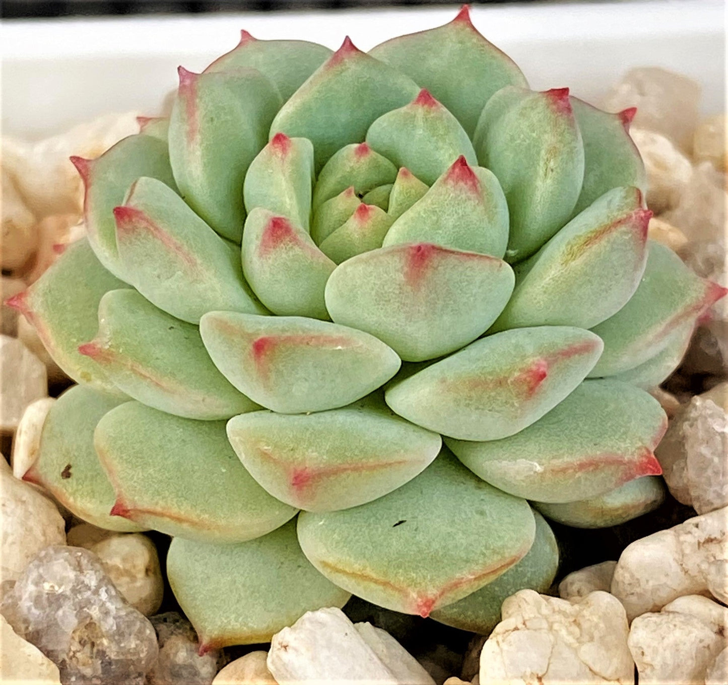 Echeveria panda face