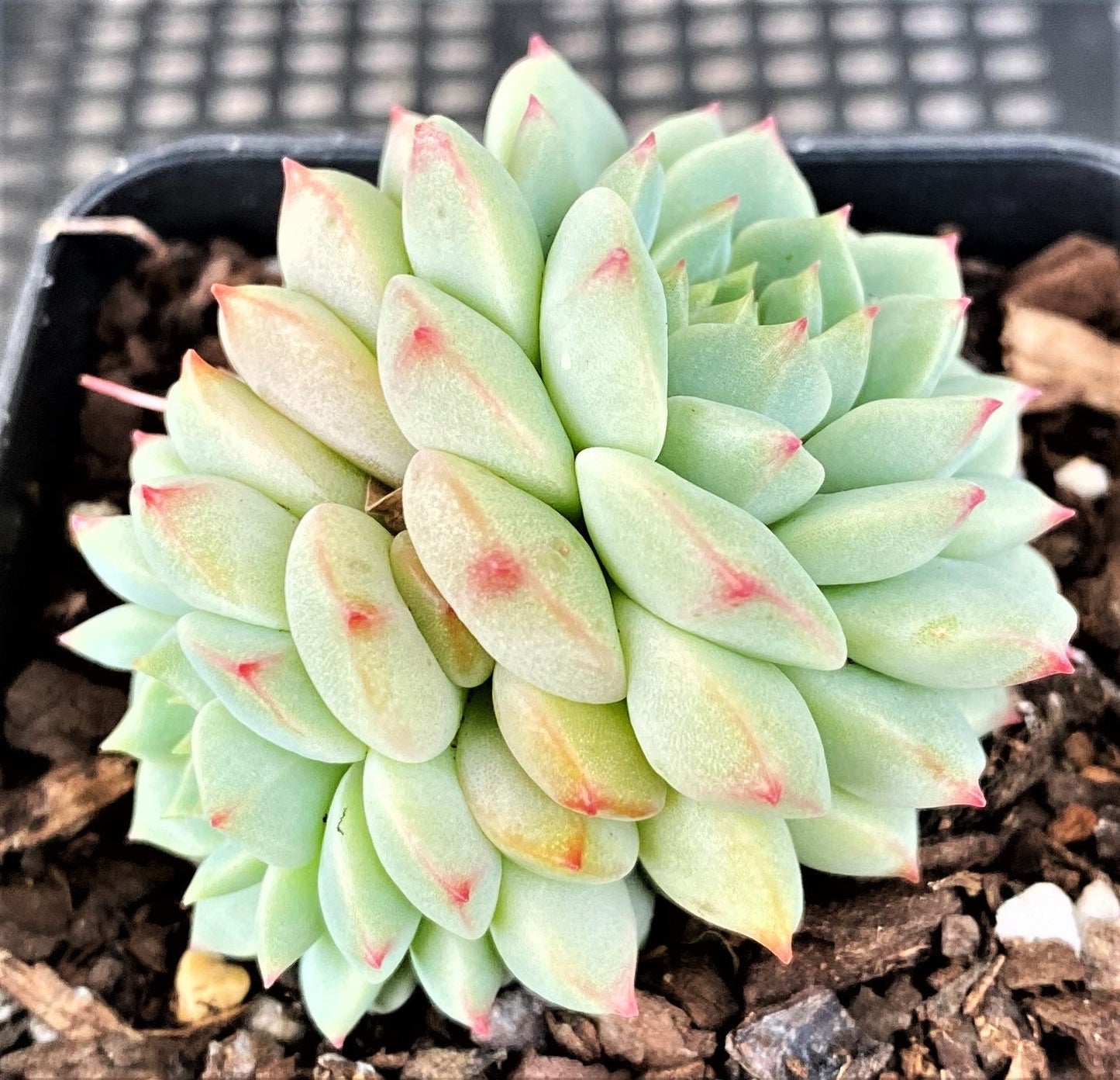 Echeveria panda face