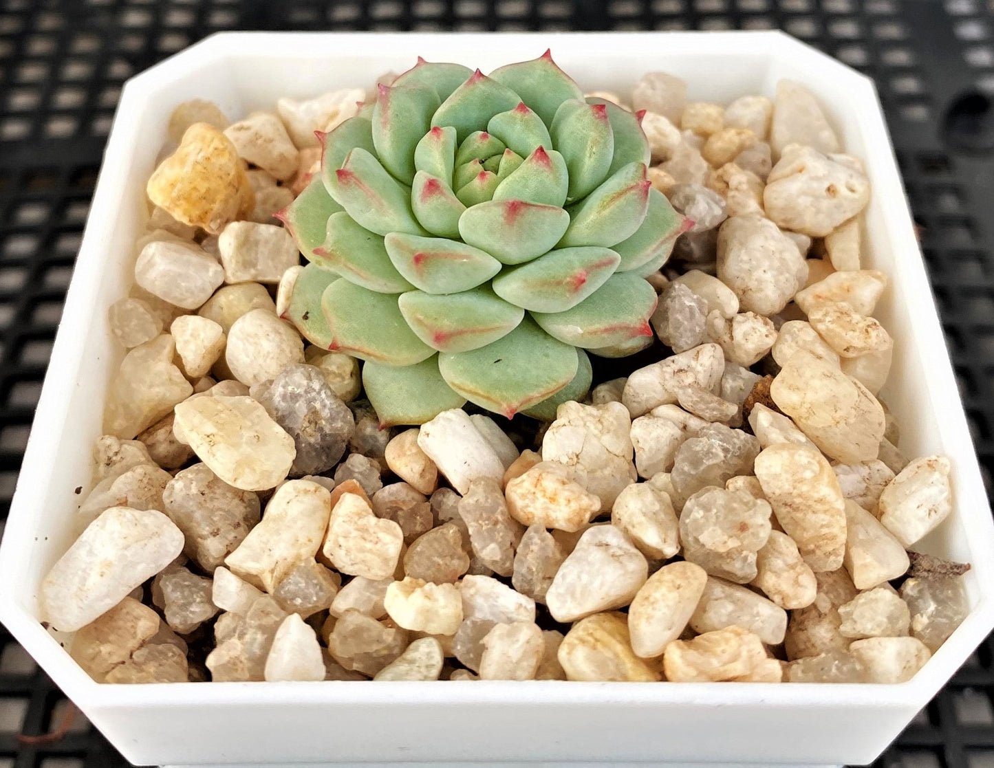 Echeveria panda face