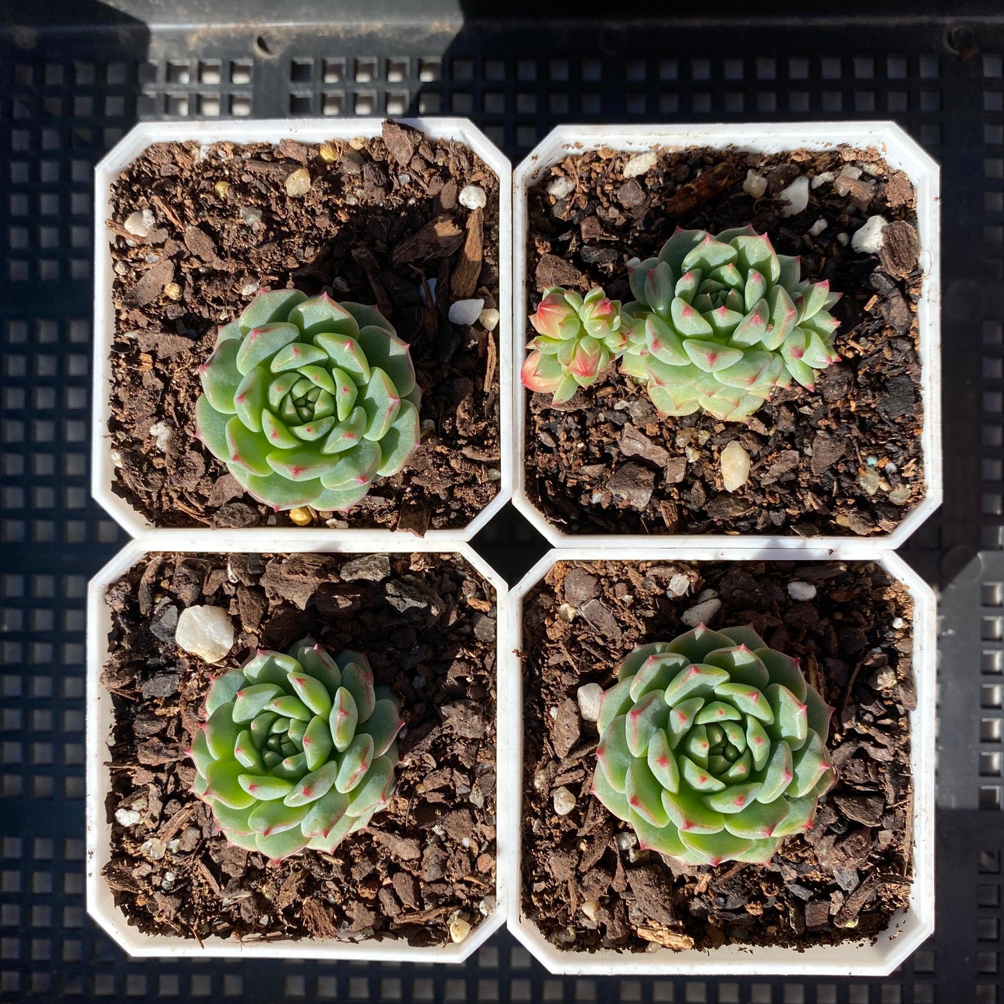 Echeveria panda face
