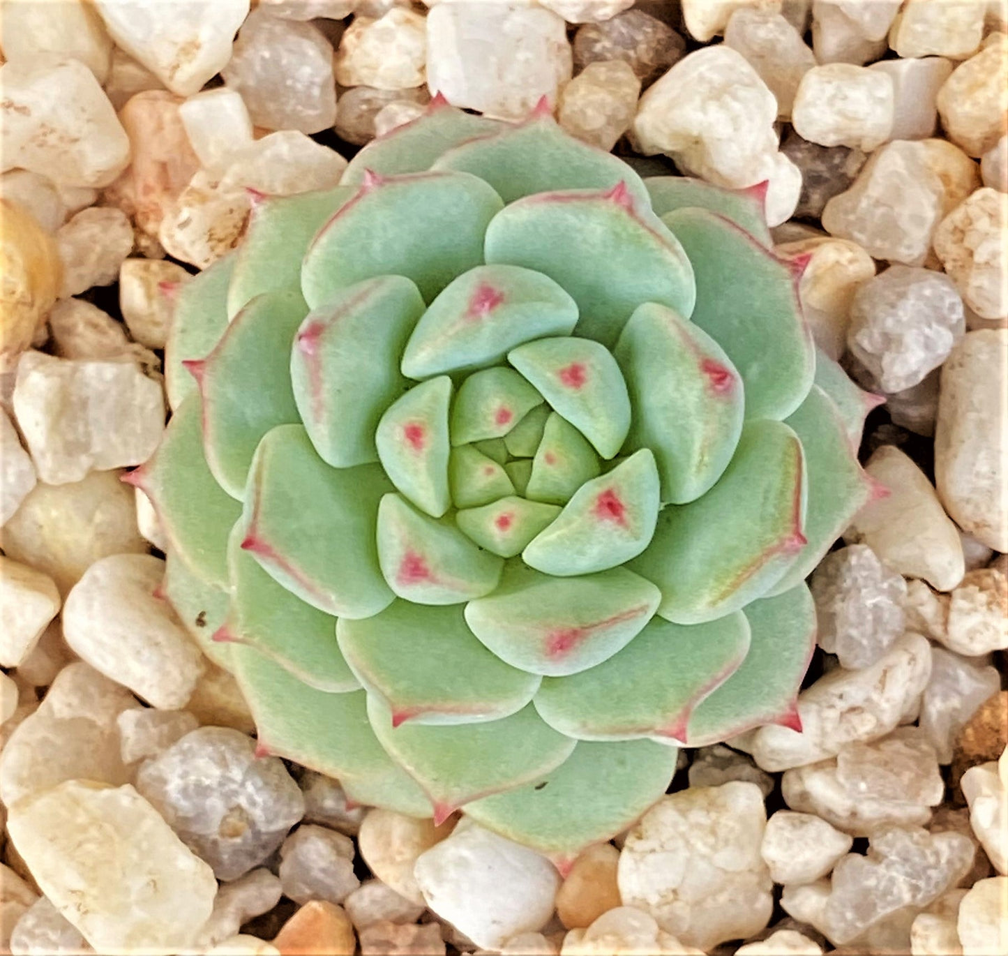 Echeveria panda face