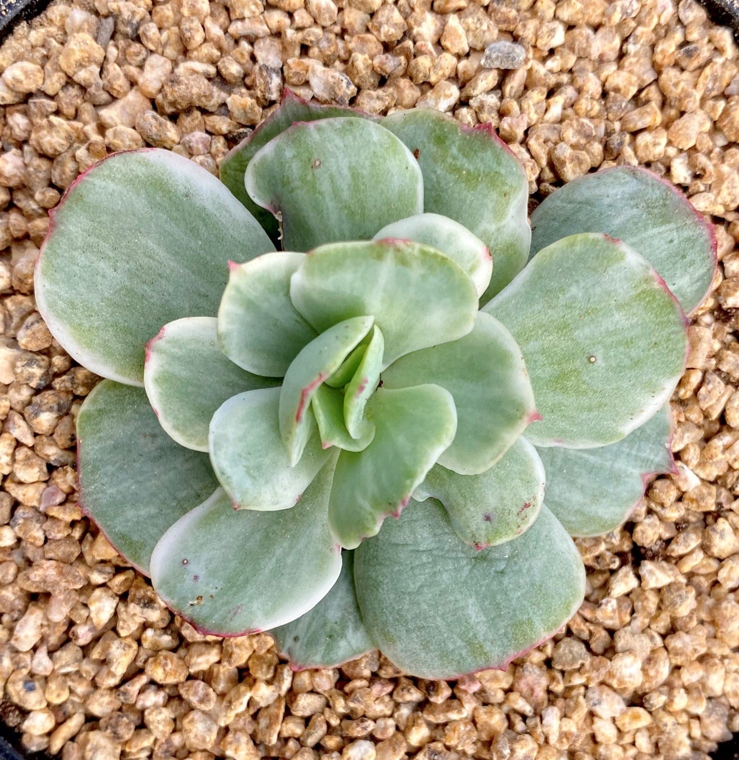 Echeveria peach pride variegata