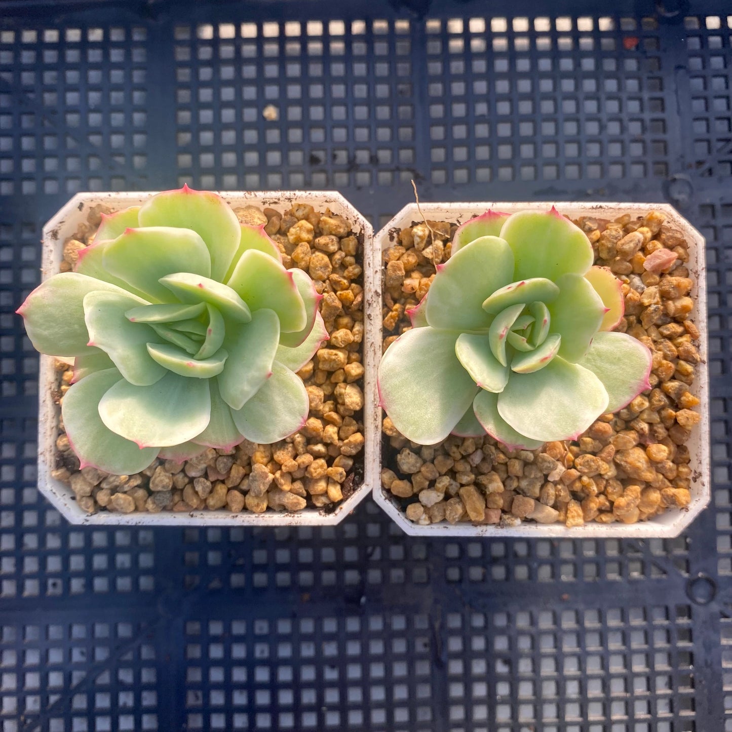 Echeveria peach pride variegata