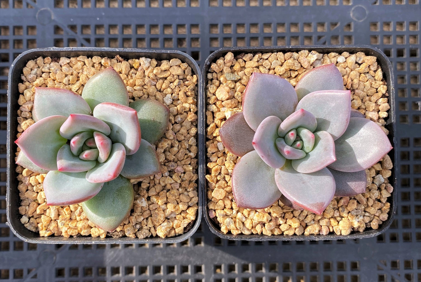 Echeveria pink champagne