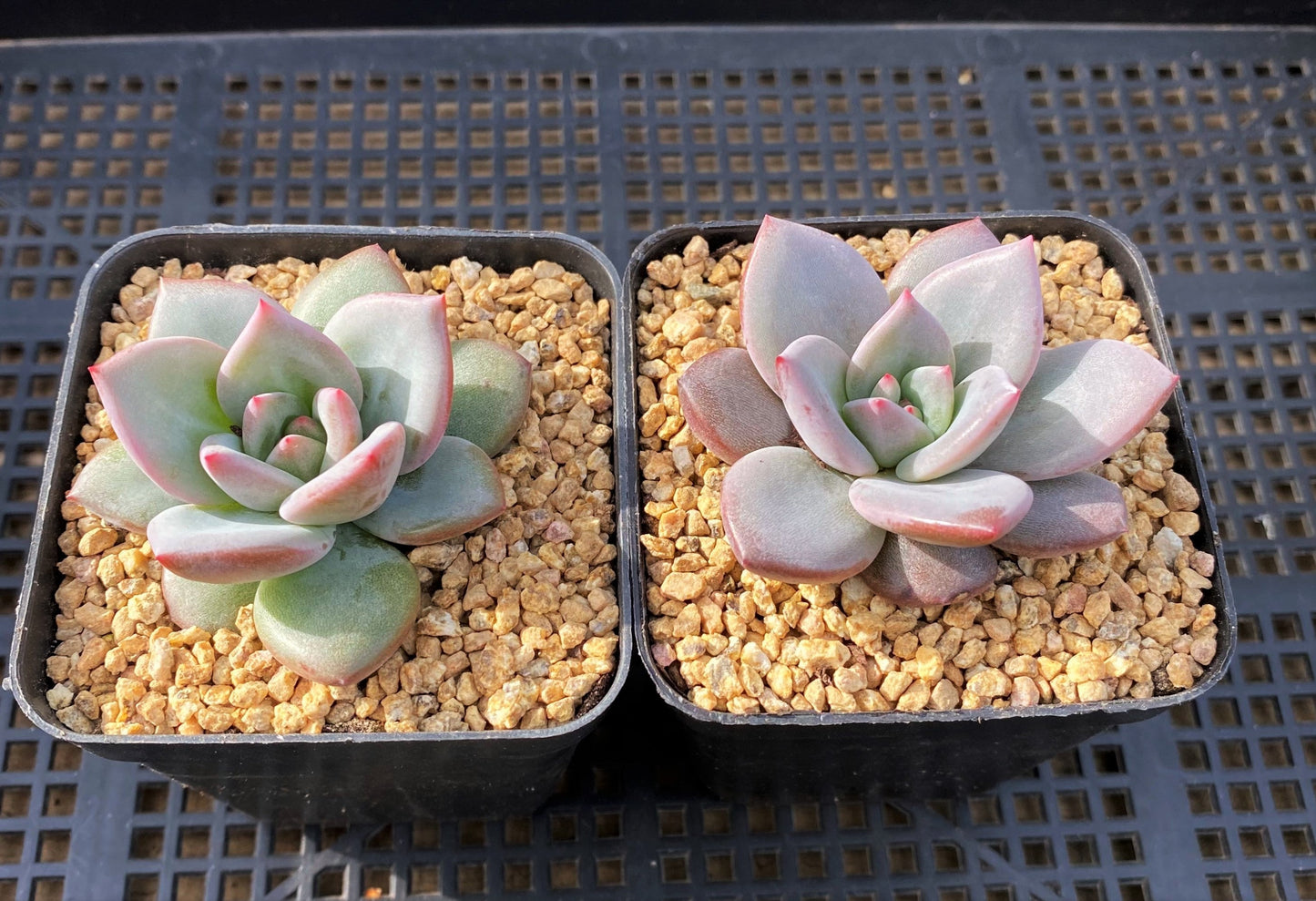 Echeveria pink champagne