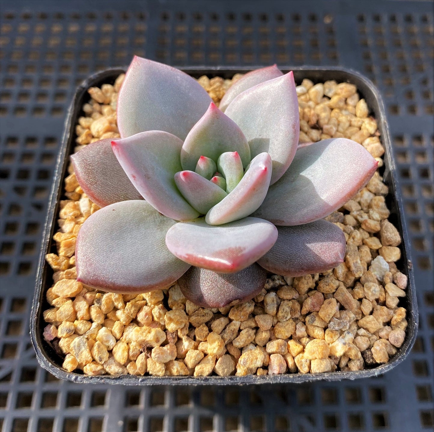 Echeveria pink champagne
