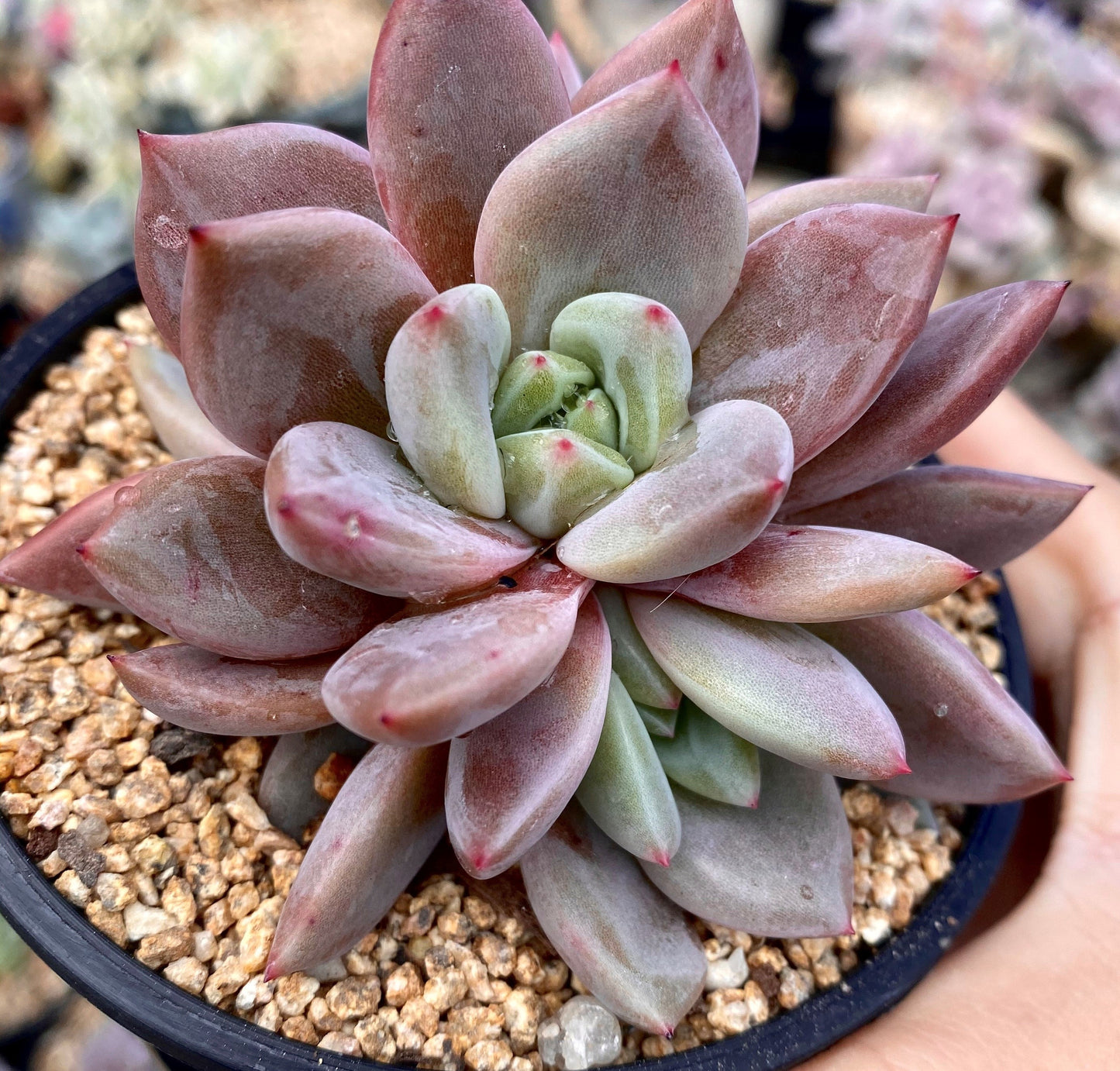 Echeveria pink champagne