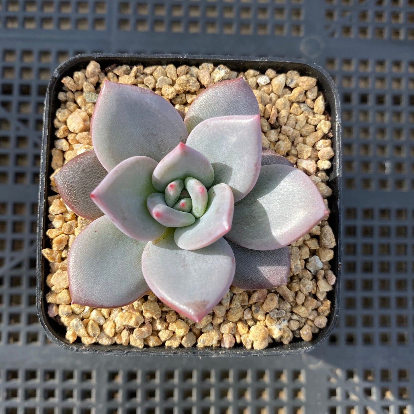 Echeveria pink champagne