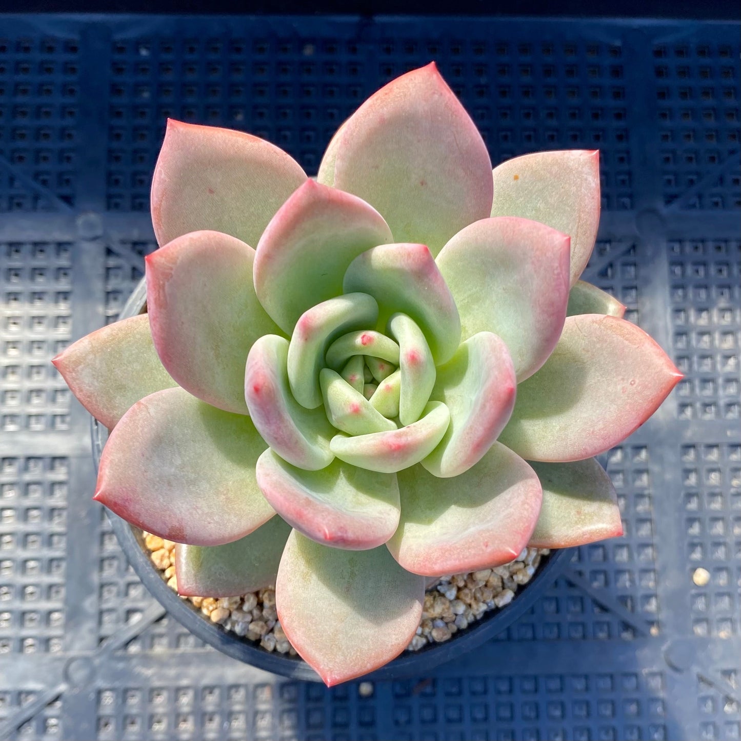 Echeveria pink champagne