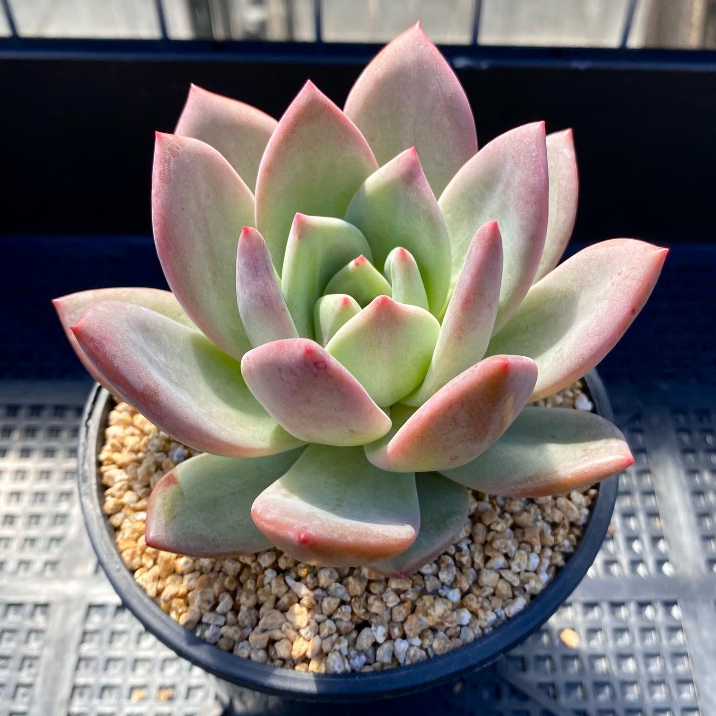 Echeveria pink champagne