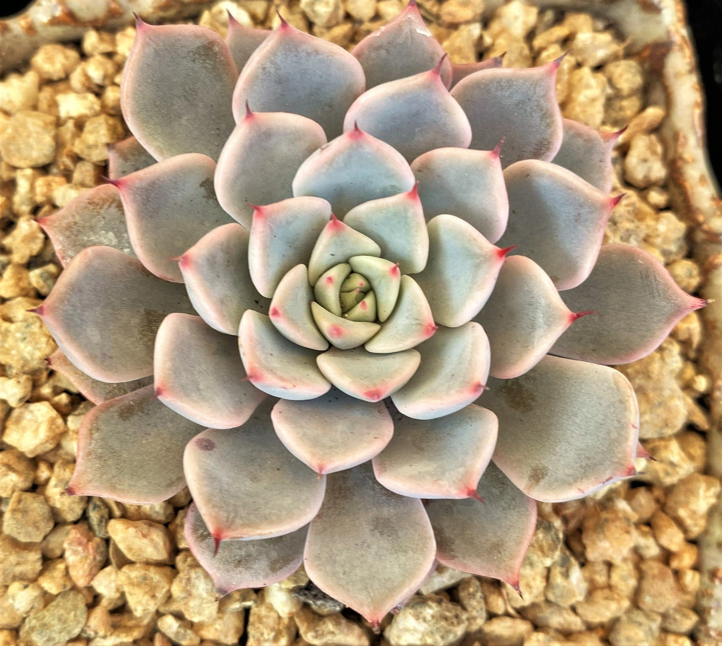 Echeveria Mexensis pink zaragozae