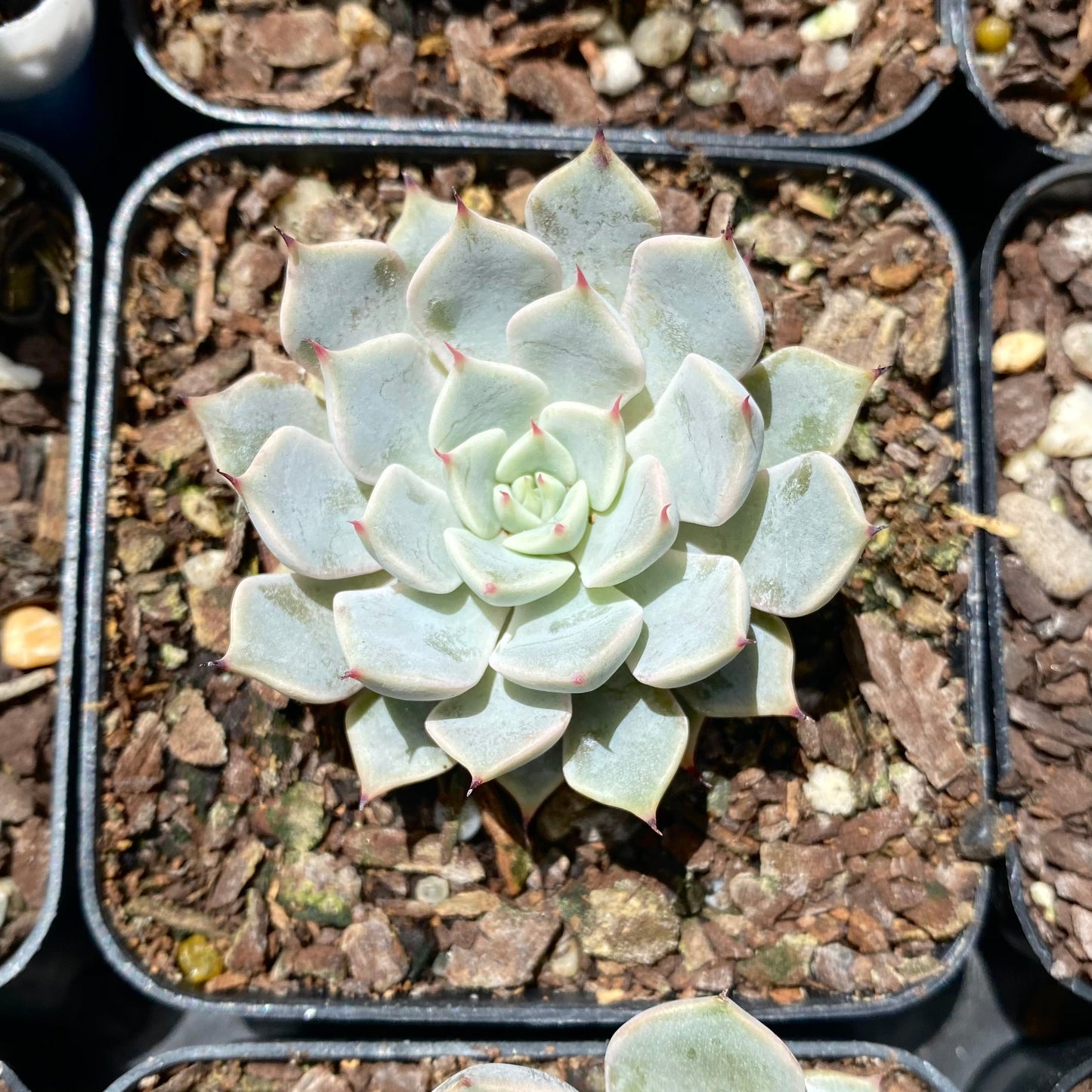 Echeveria Mexensis pink zaragozae