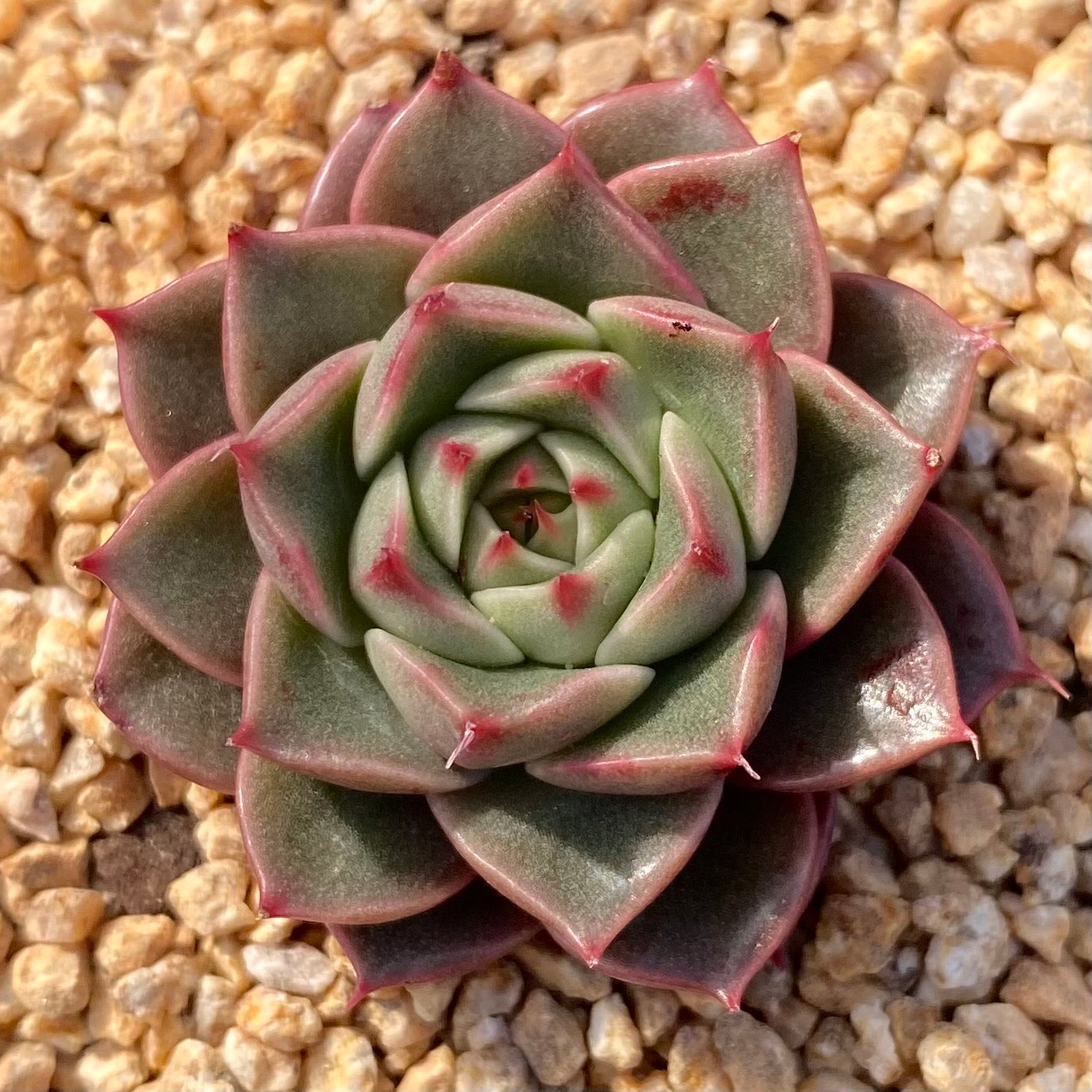 Echeveria pop star