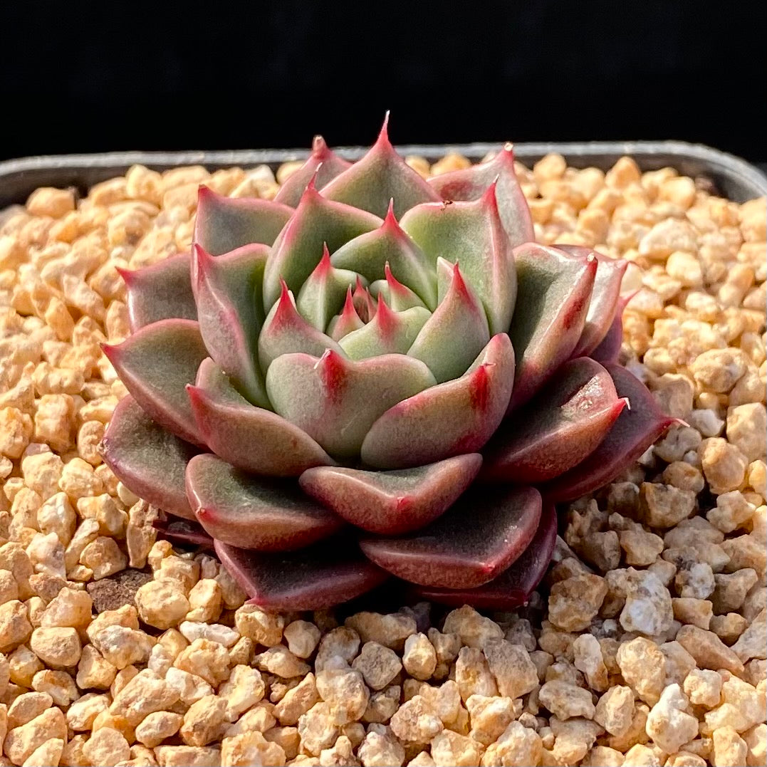 Echeveria pop star