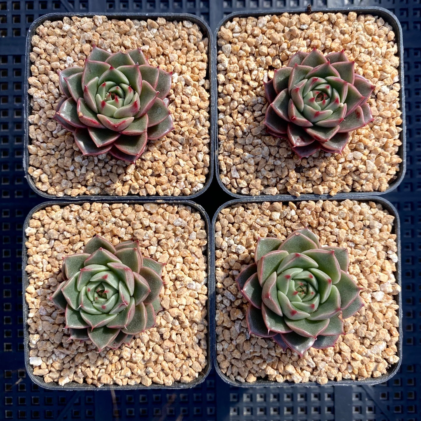 Echeveria pop star