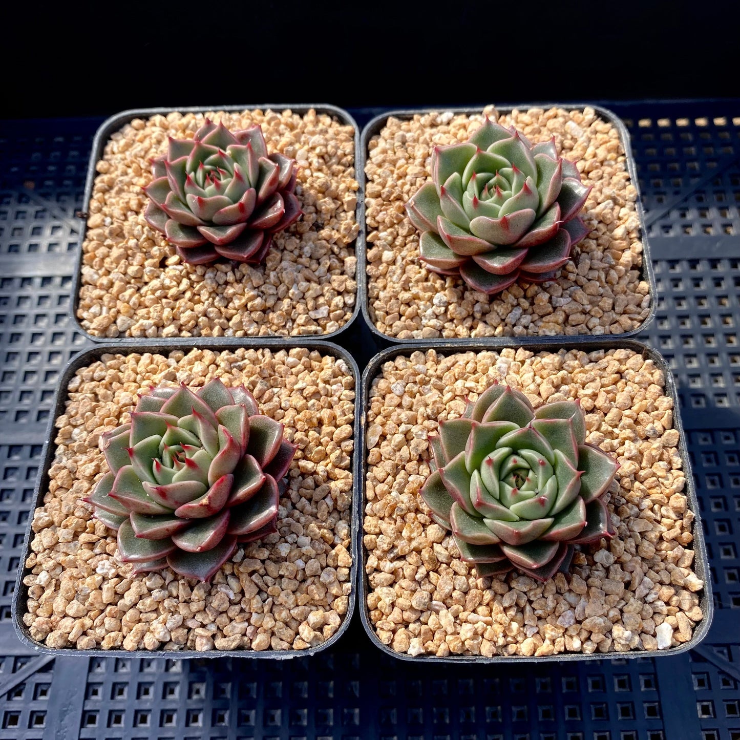 Echeveria pop star
