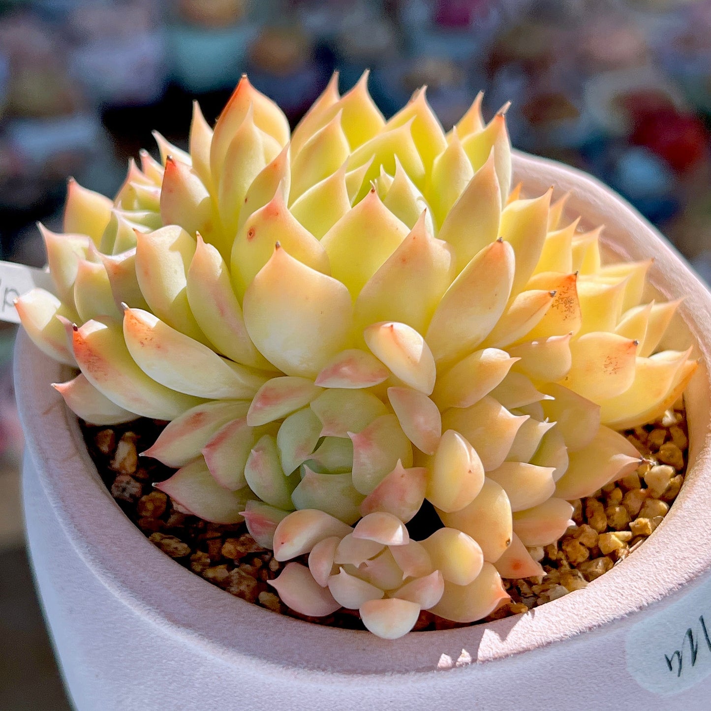 Echeveria 'pots full'