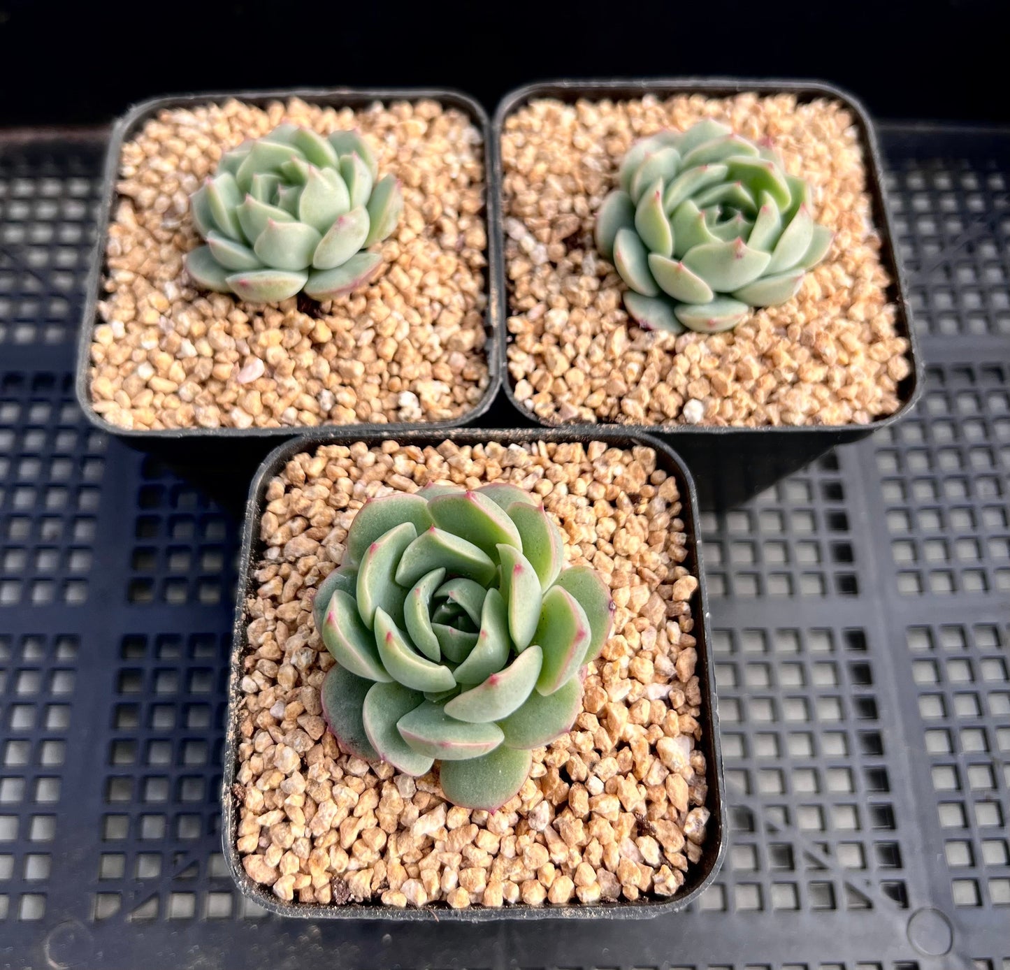 Echeveria 'pots full'