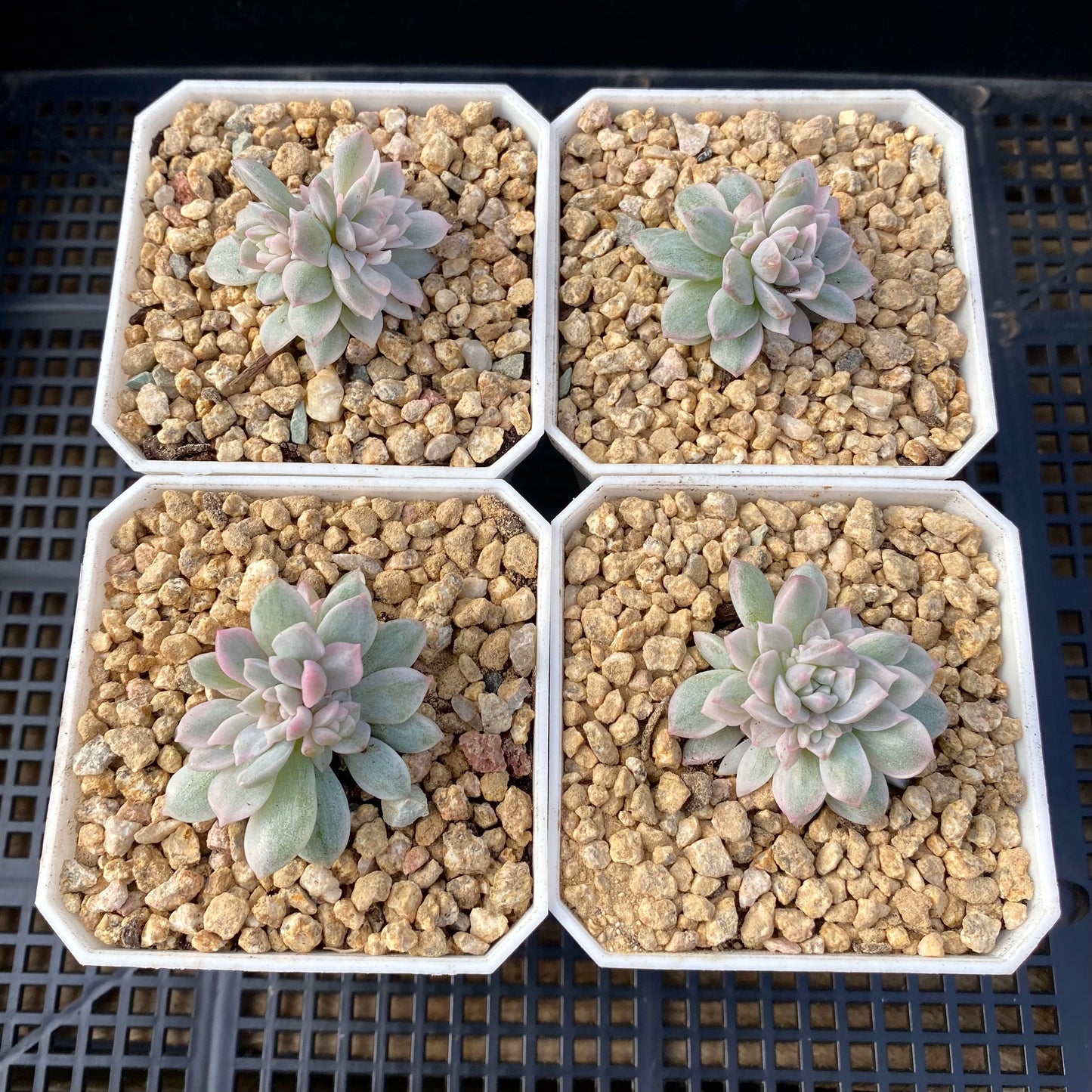 Echeveria prolifica variegated 'little rose' S