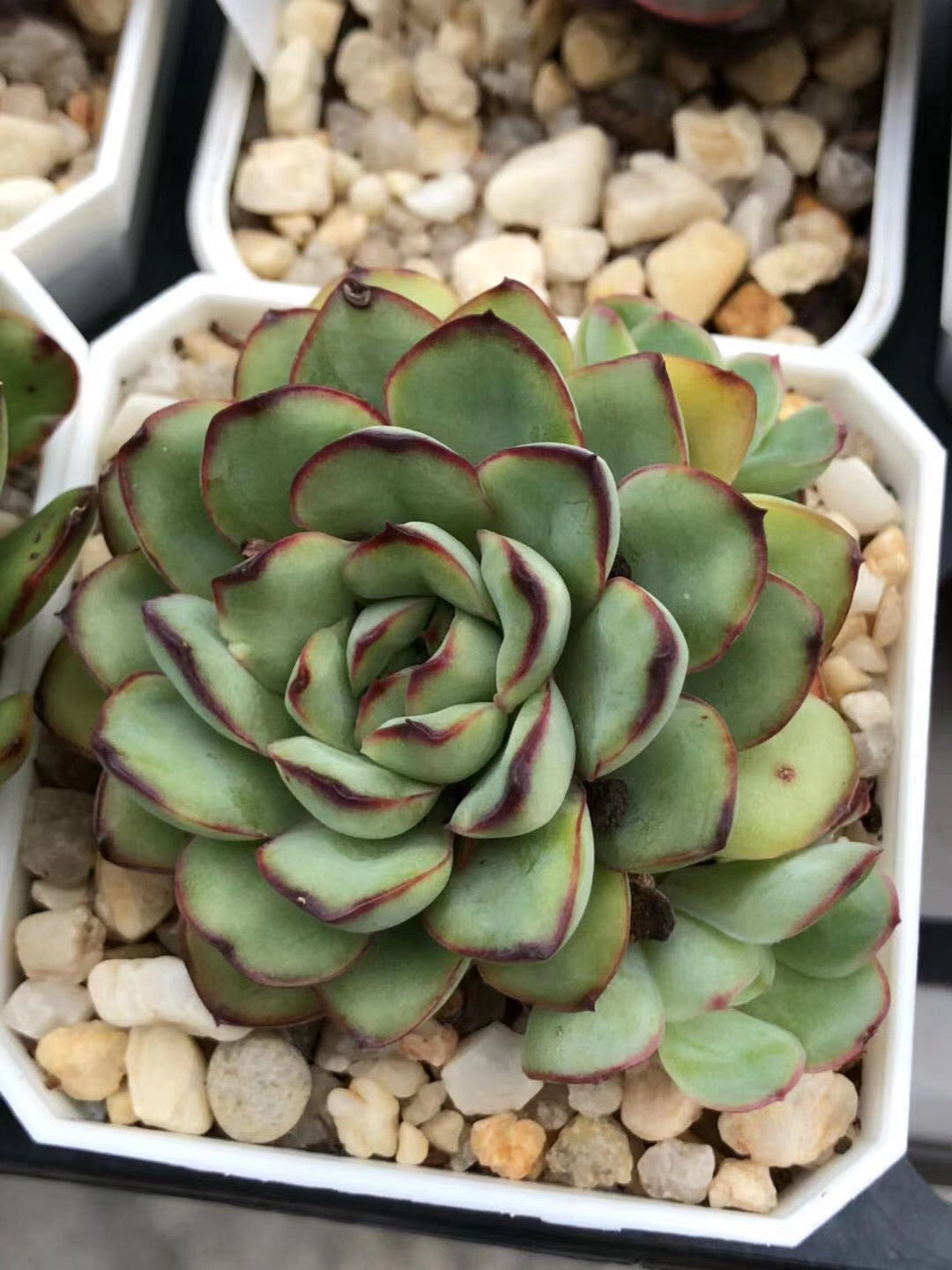 Echeveria Mexican pulidonis